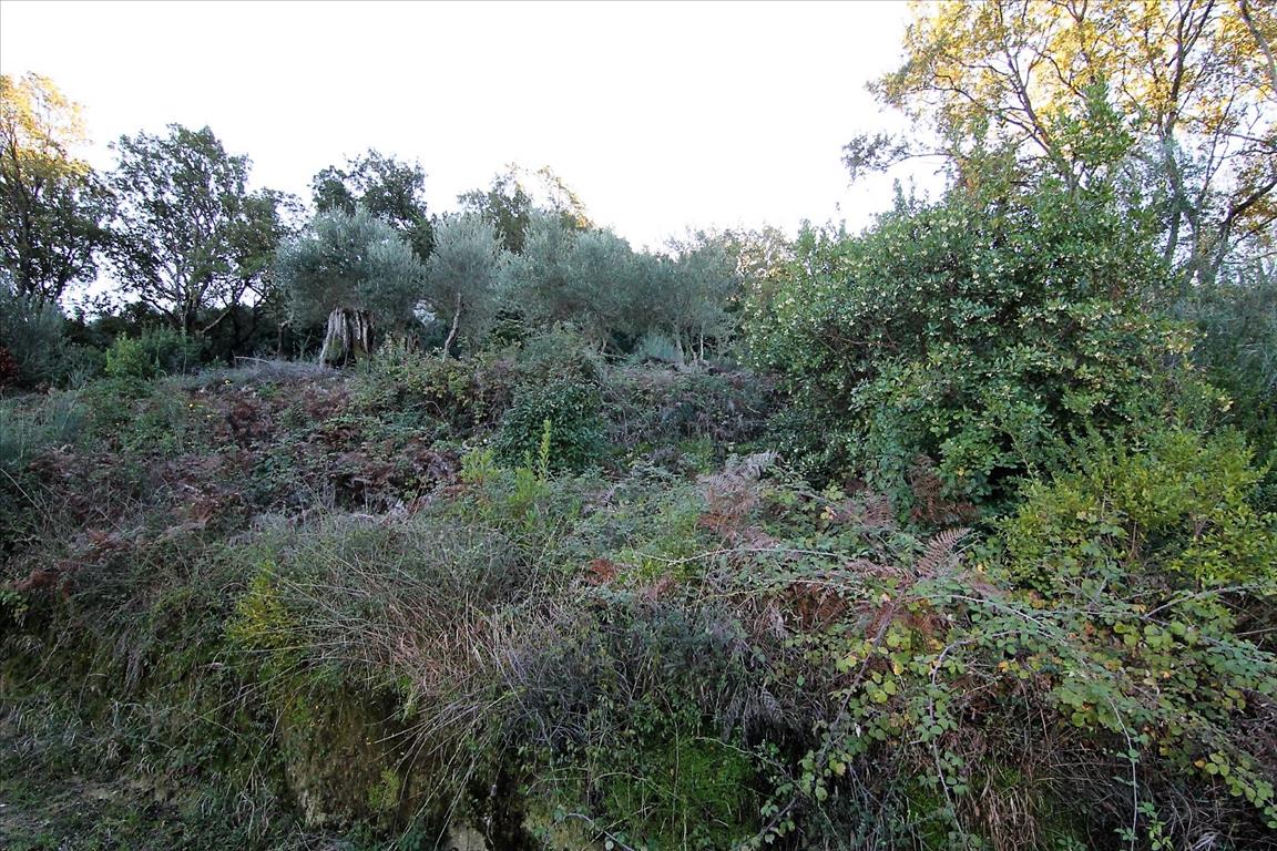 Земля на Корфу, Греция, 4 000 м² - фото 14