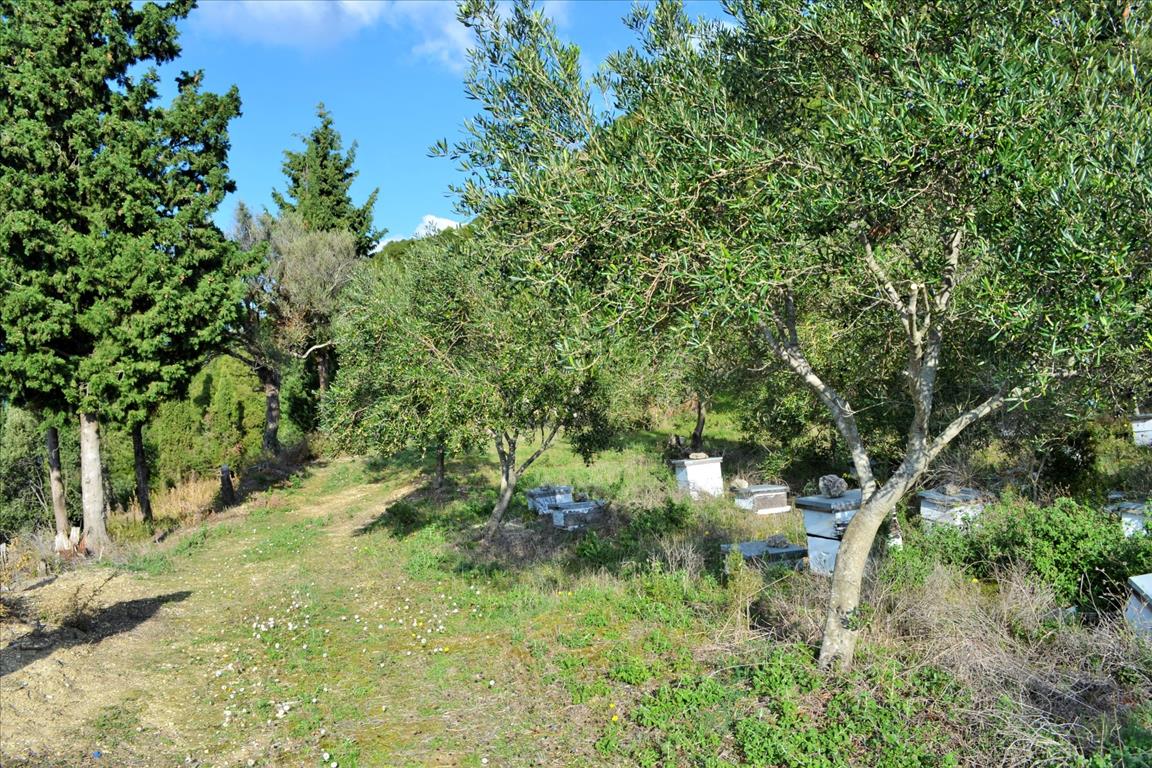 Земля на Корфу, Греция, 15 000 м² - фото 15