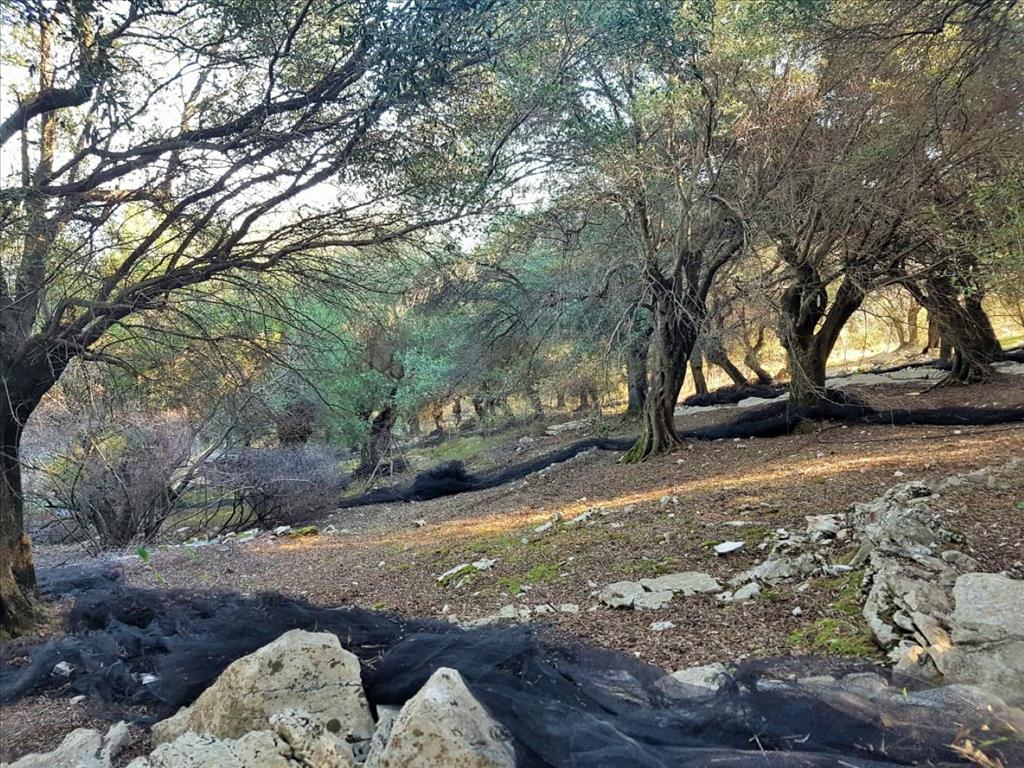 Земля на Корфу, Греция, 12 000 м² - фото 15