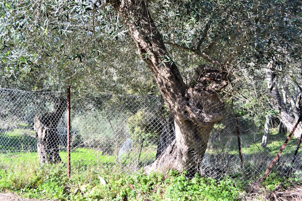 Земля на Корфу, Греция, 70 000 м² - фото 15