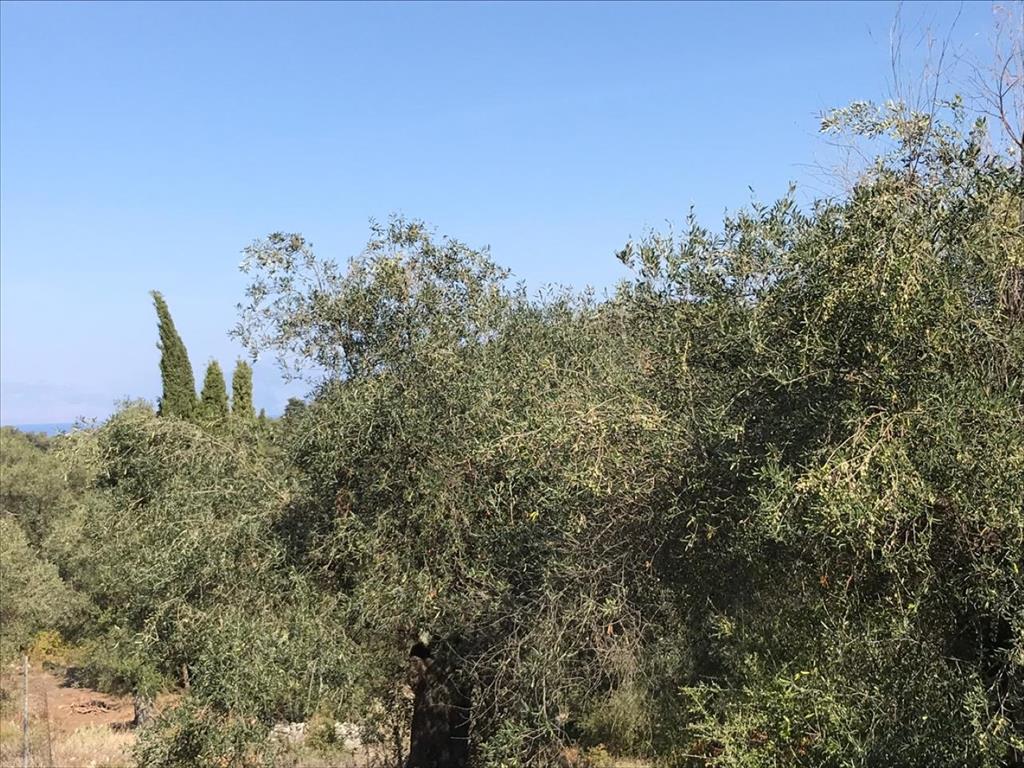 Земля на Корфу, Греция, 4 000 м² - фото 15