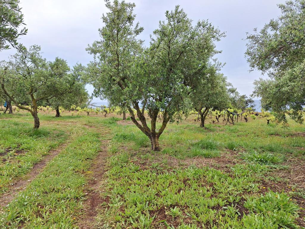 Земля на Корфу, Греция, 4 444 м² - фото 15