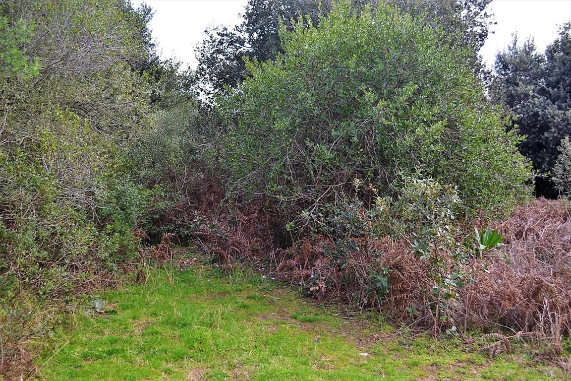 Земля на Корфу, Греция, 5 500 м² - фото 16