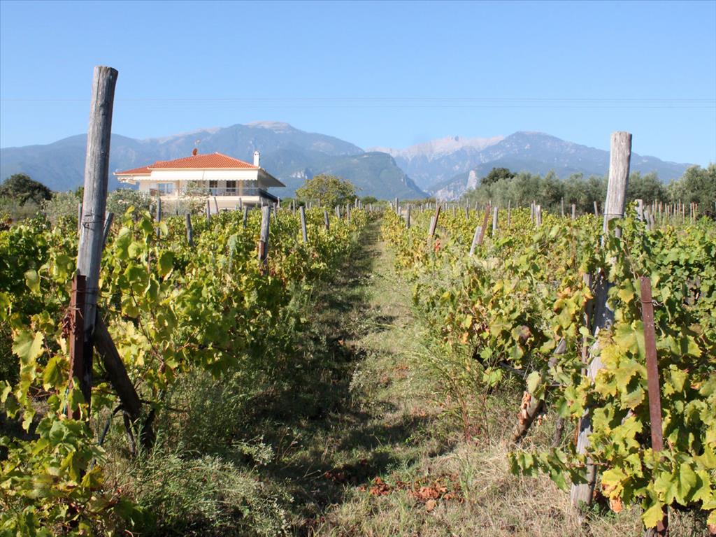 Вилла в Олимпиаки-Акти, Греция, 400 м² - фото 16