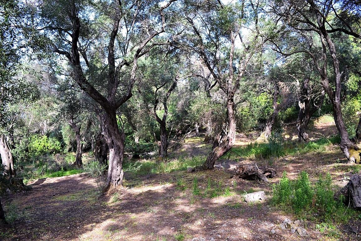 Земля на Корфу, Греция, 33 000 м² - фото 16