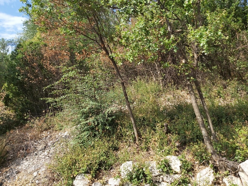 Земля на Корфу, Греция, 18 000 м² - фото 16