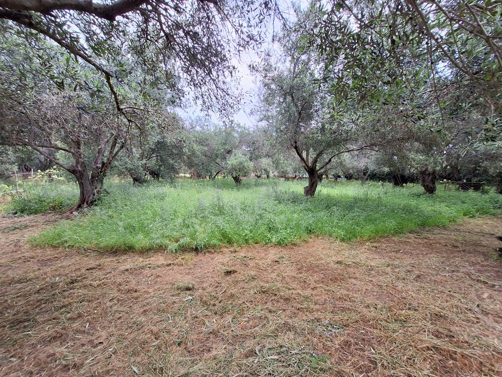 Земля на Корфу, Греция, 4 444 м² - фото 17