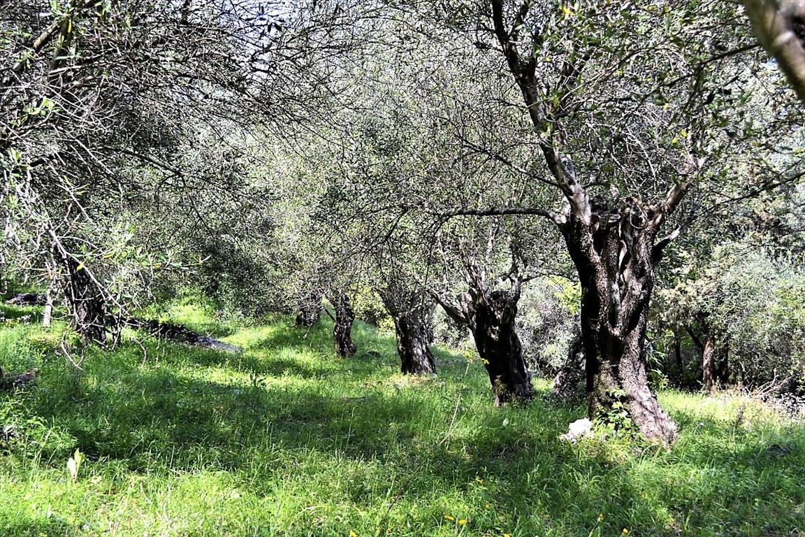 Земля на Корфу, Греция, 7 000 м² - фото 17