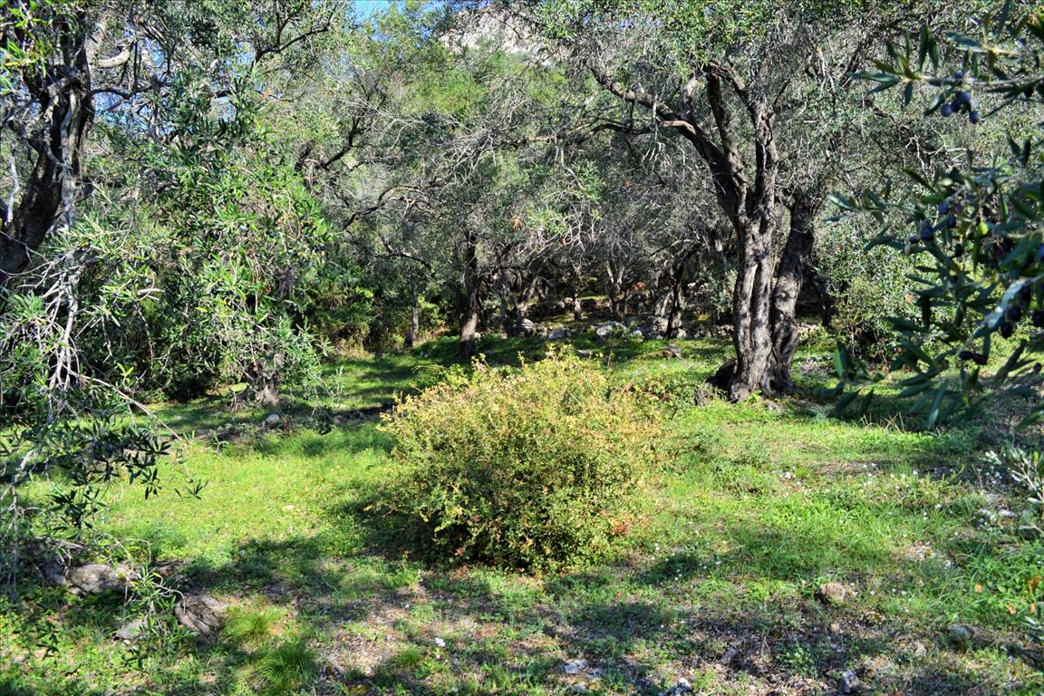 Земля на Корфу, Греция, 7 606 м² - фото 17