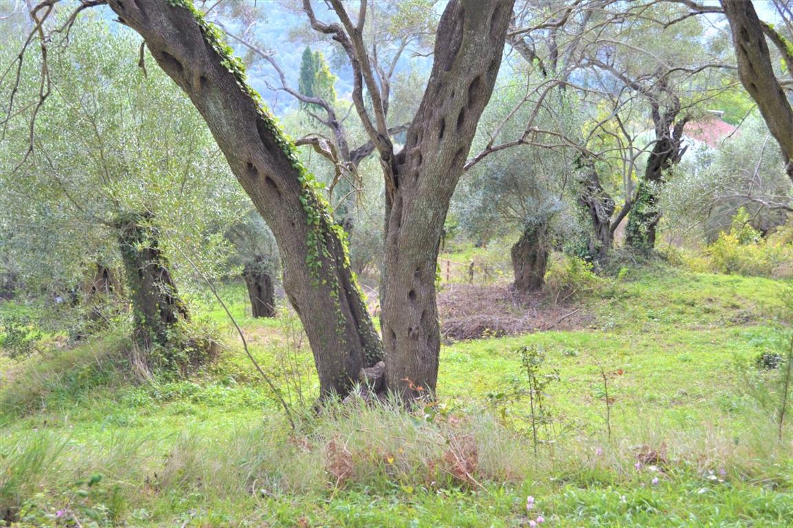 Земля на Корфу, Греция, 3 136 м² - фото 17