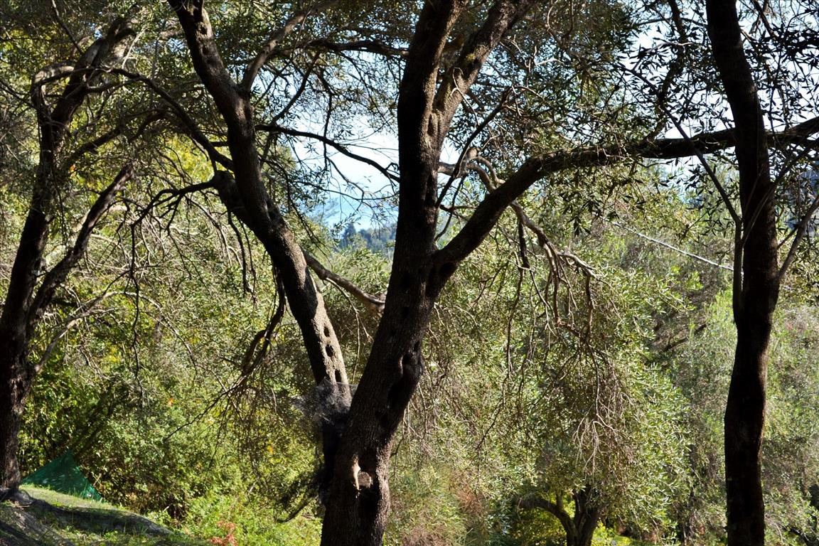 Земля на Корфу, Греция, 14 530 м² - фото 17