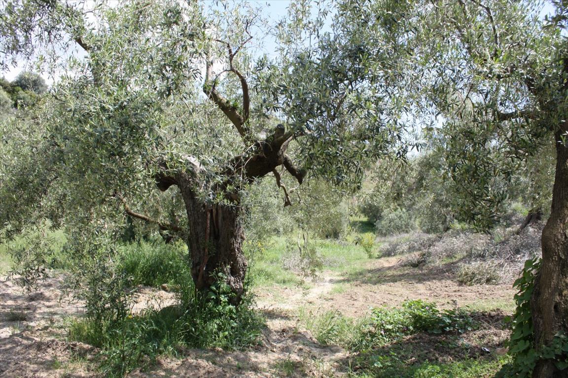 Земля на Кассандре, Греция, 23 000 м² - фото 17