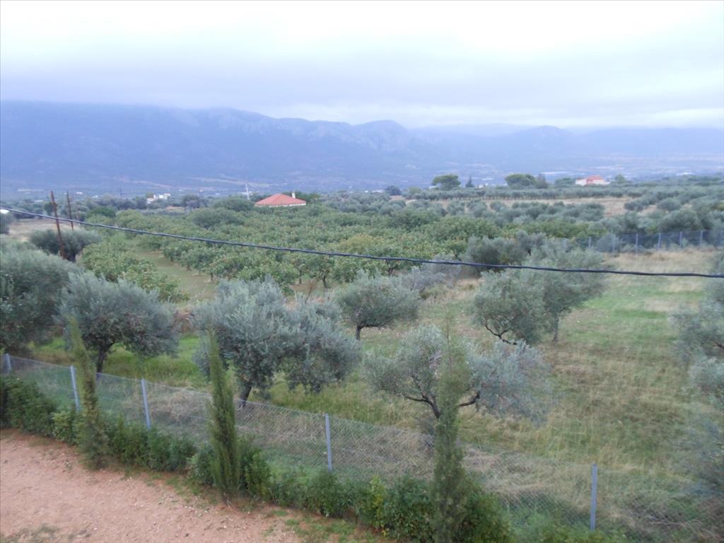 Дом в Аттике, Греция, 230 м² - фото 18