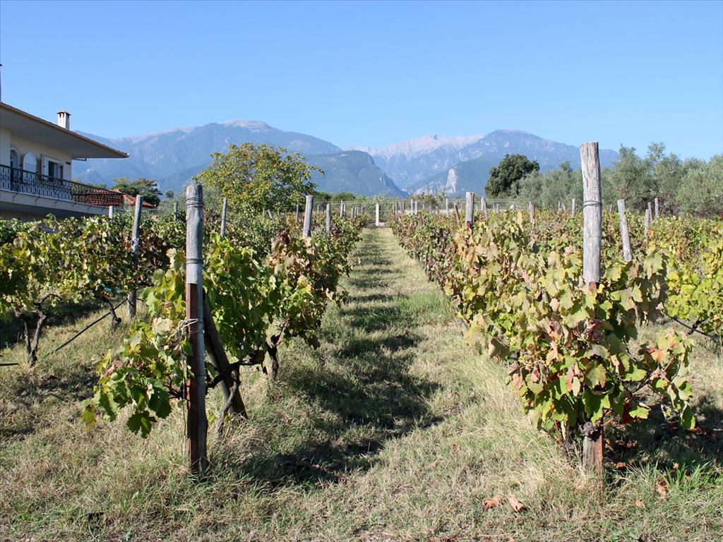 Вилла в Олимпиаки-Акти, Греция, 400 м² - фото 18