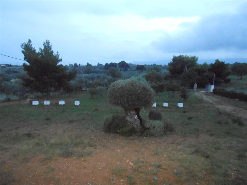 Дом в Аттике, Греция, 230 м² - фото 19