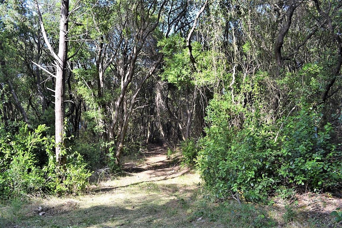 Земля на Корфу, Греция, 33 000 м² - фото 19