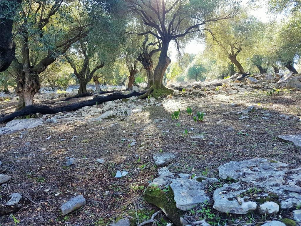 Земля на Корфу, Греция, 12 000 м² - фото 19