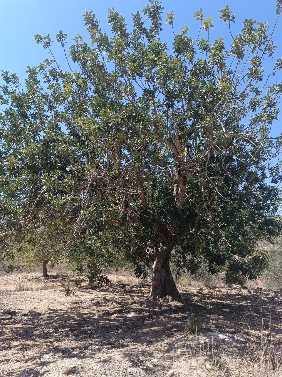 Дом под реконструкцию в Валенсии, Испания, 488 м² - фото 2