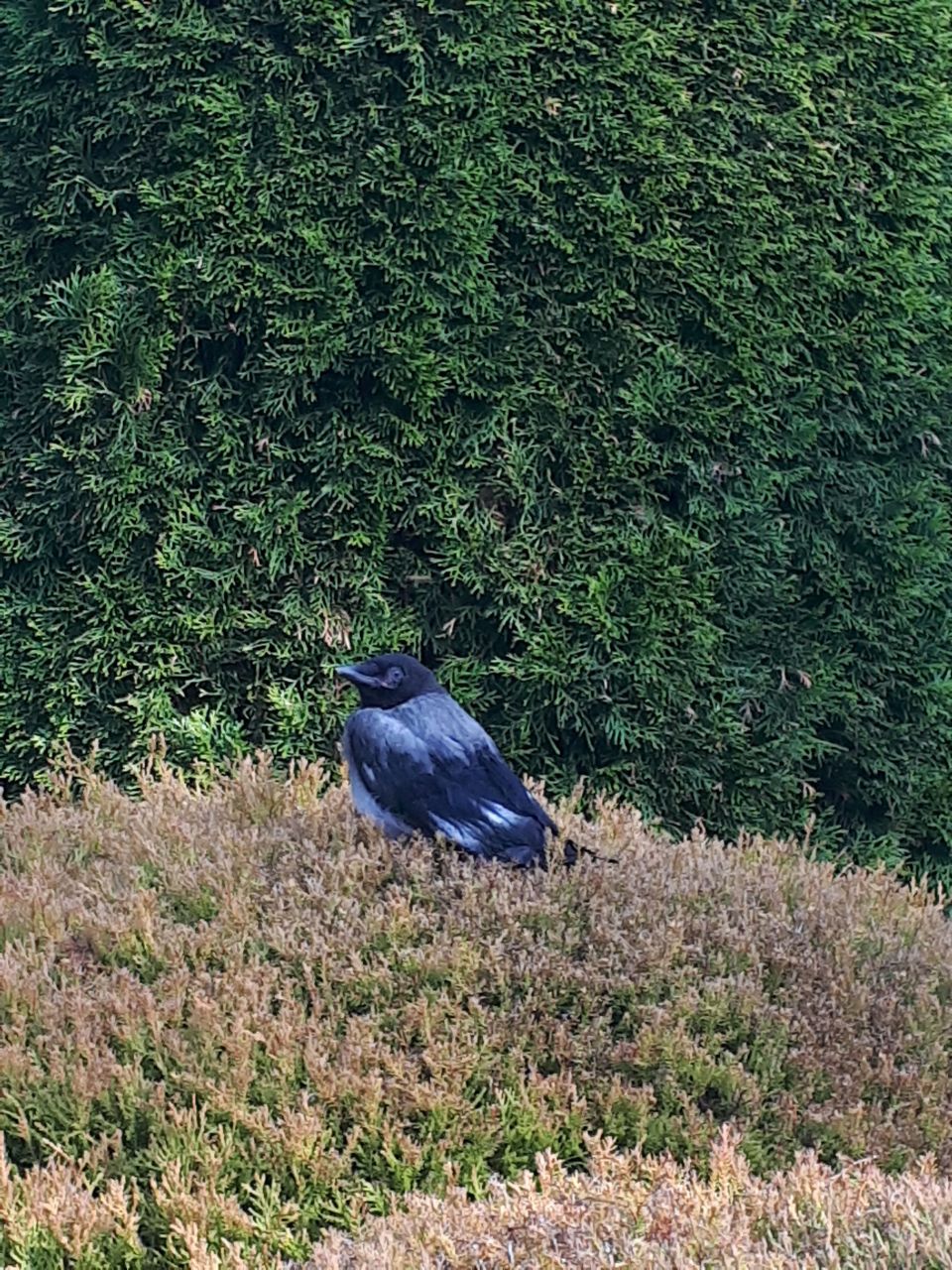 Вилла в Златиборе, Сербия, 210 м² - фото 18