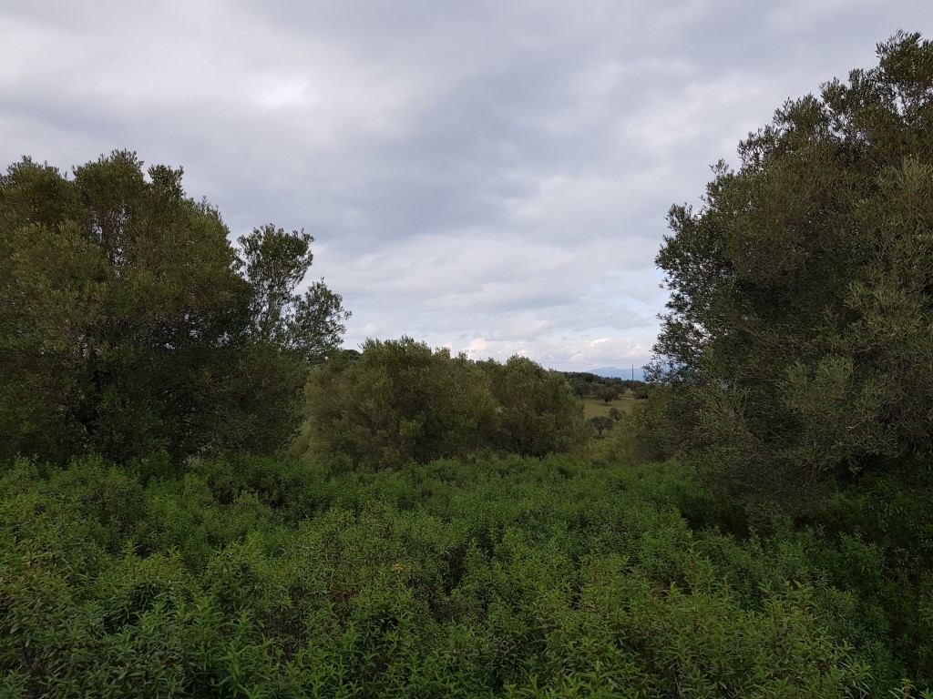 Земля на Кассандре, Греция, 13 289 м² - фото 3