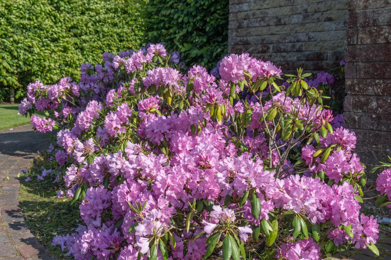 Коттедж в Бабитском крае, Латвия, 307.3 м² - фото 5