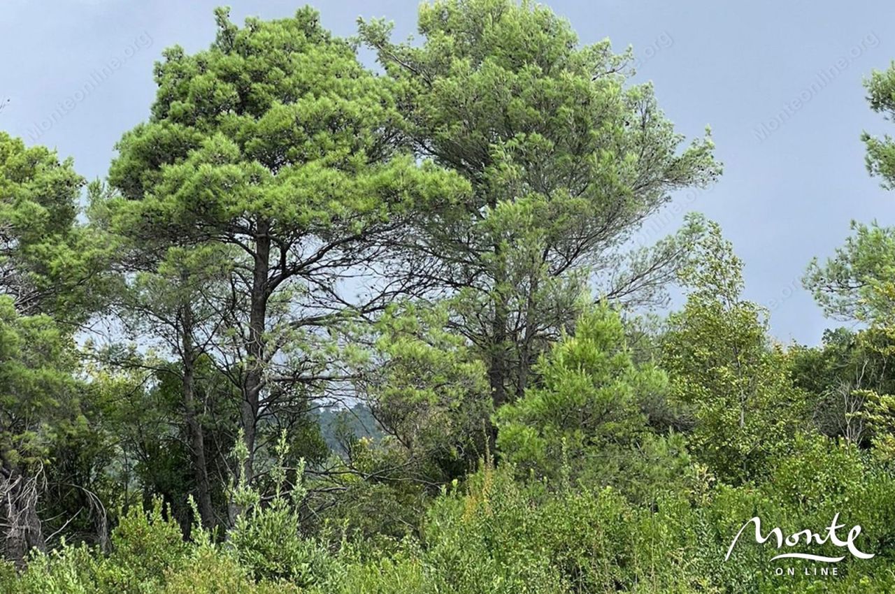 Земля в Тивате, Черногория, 1 219 м² - фото 4