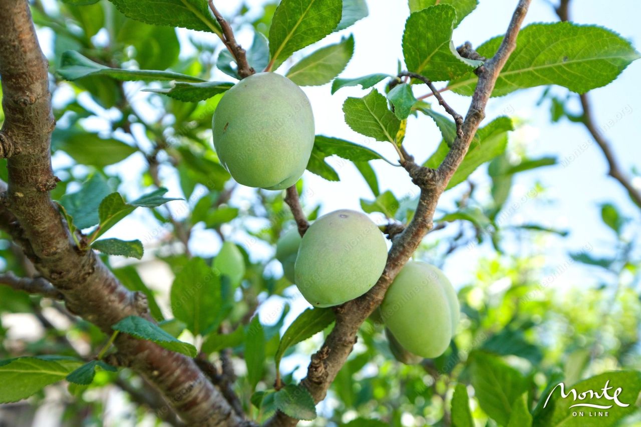 Вилла в Баре, Черногория, 410 м² - фото 5