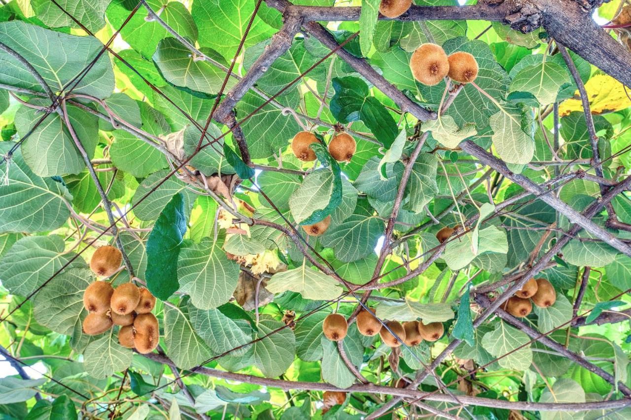 Отель, гостиница в Будве, Черногория, 487 м² - фото 13