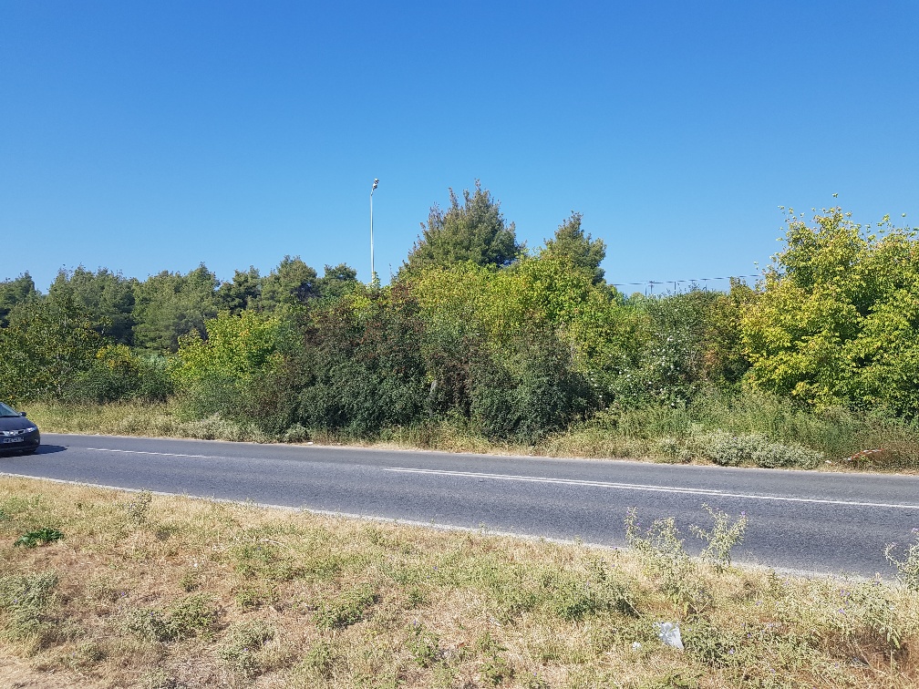 Земля на Кассандре, Греция, 1 500 м² - фото 1