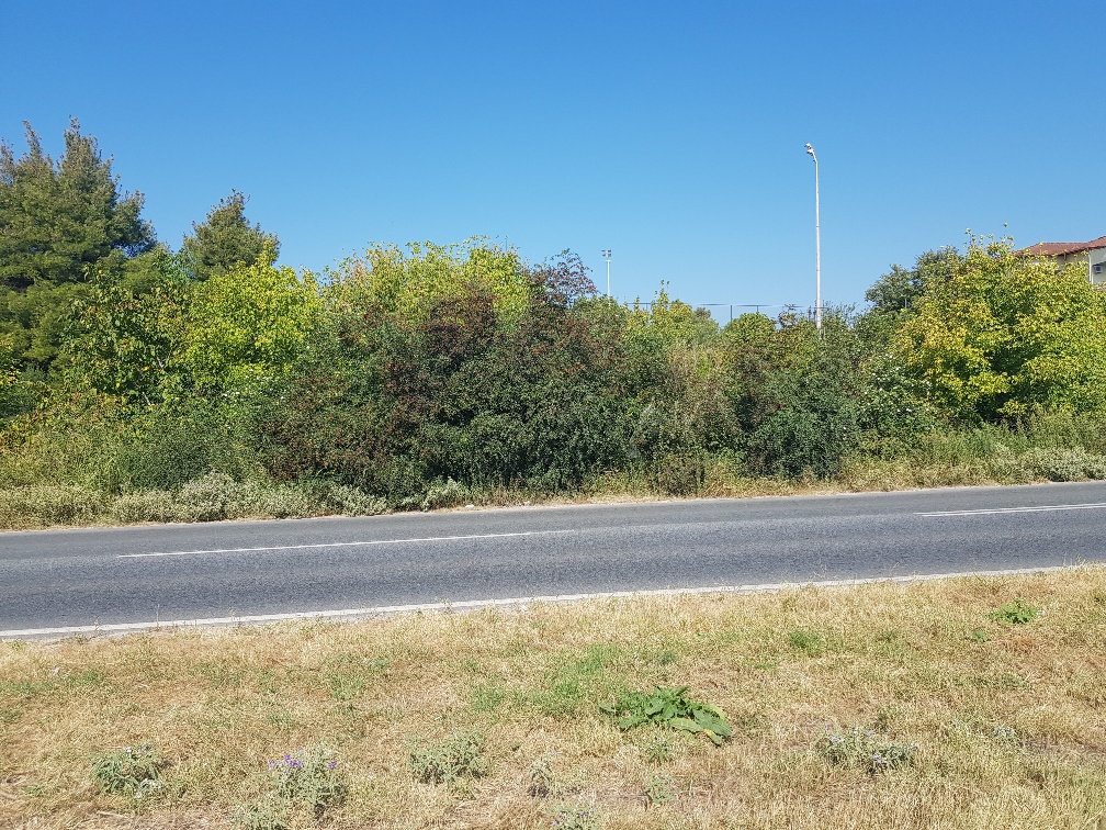 Земля на Кассандре, Греция, 1 500 м² - фото 3