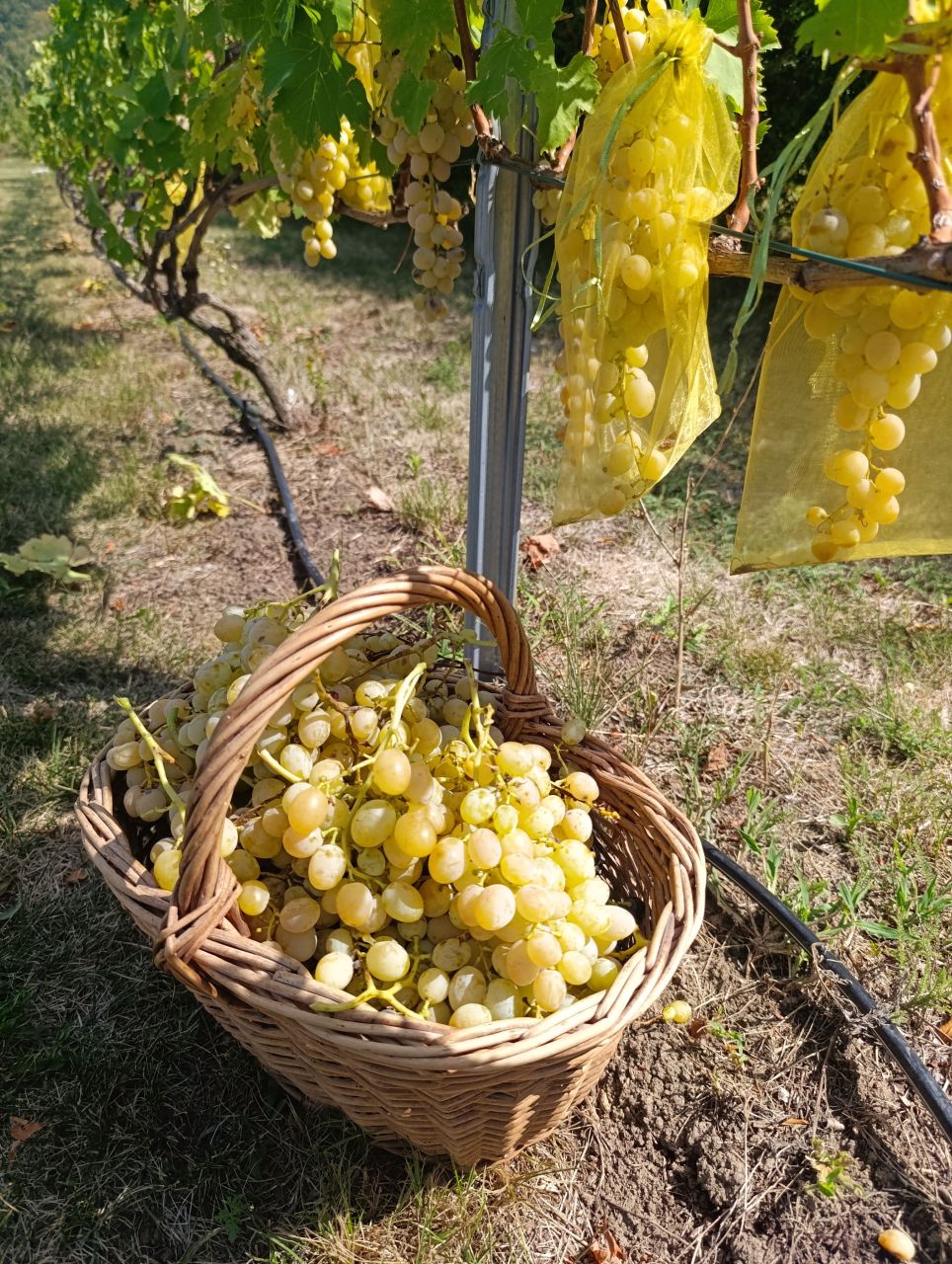 Вилла в Белграде, Сербия, 600 м² - фото 15