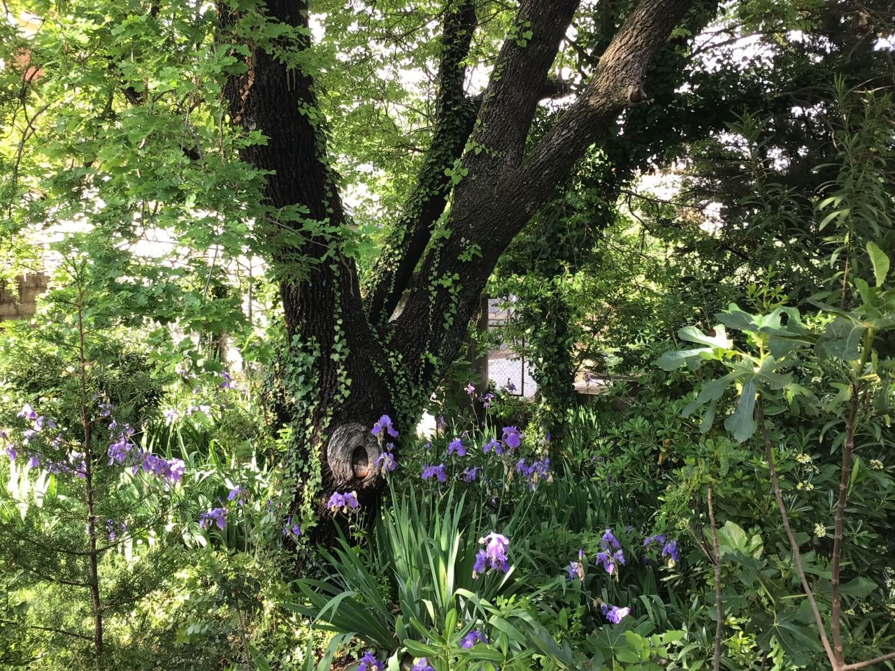 Дом под реконструкцию в Сутоморе, Черногория, 260 м² - фото 11