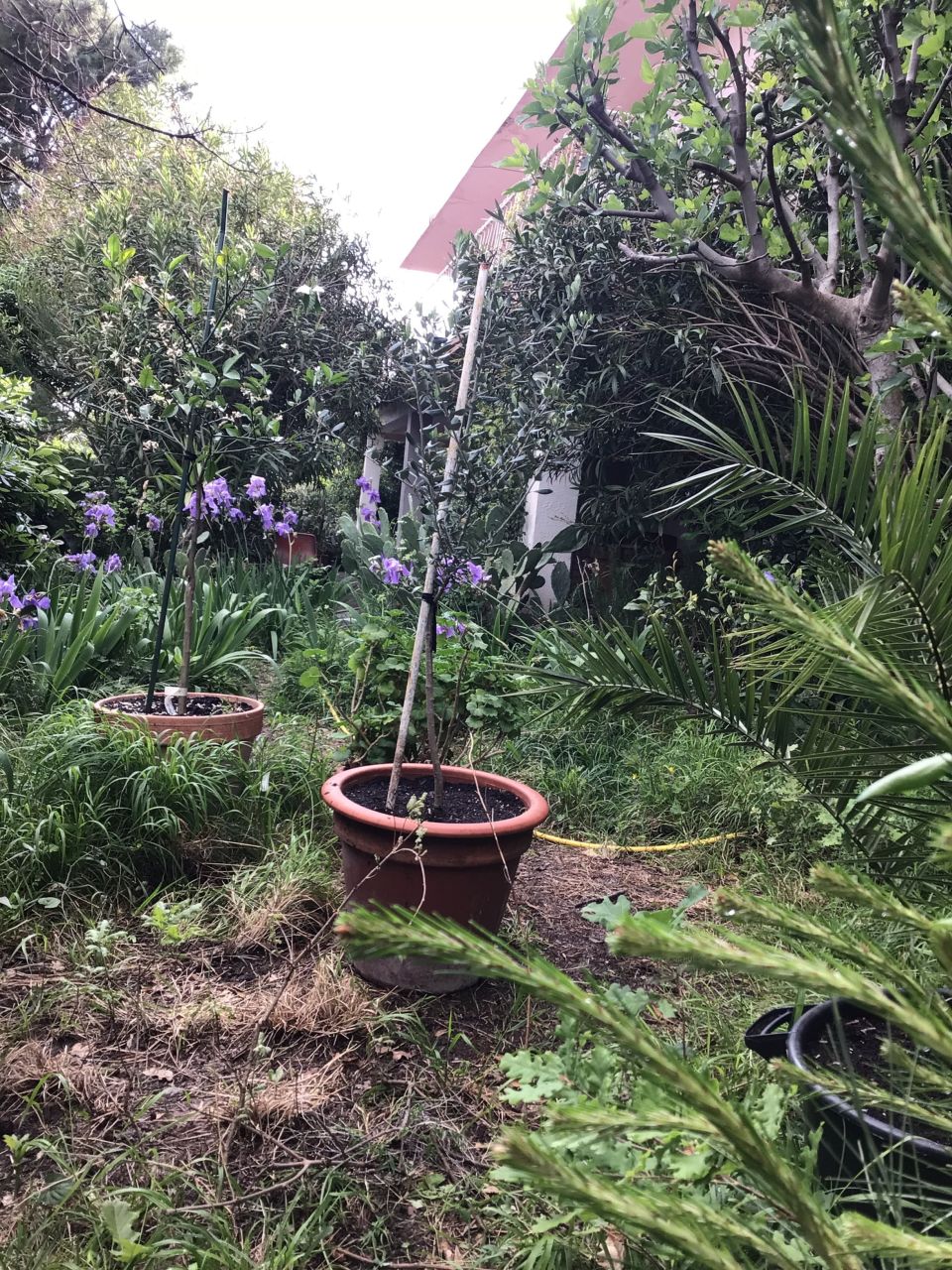 Дом под реконструкцию в Сутоморе, Черногория, 260 м² - фото 8