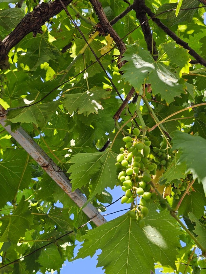 Дом в Баре, Черногория, 50 м² - фото 13