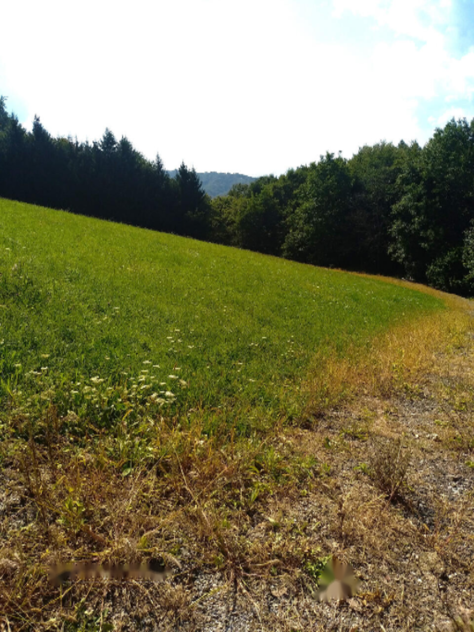 Ферма в Моравче, Словения, 13 062 м² - фото 6