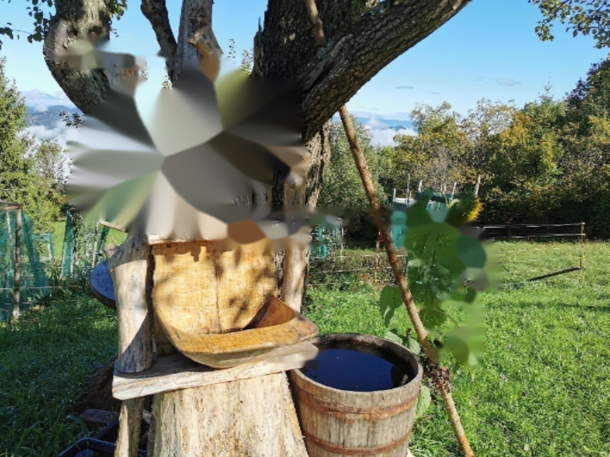 Ферма в Кочевье, Словения, 129 000 м² - фото 8