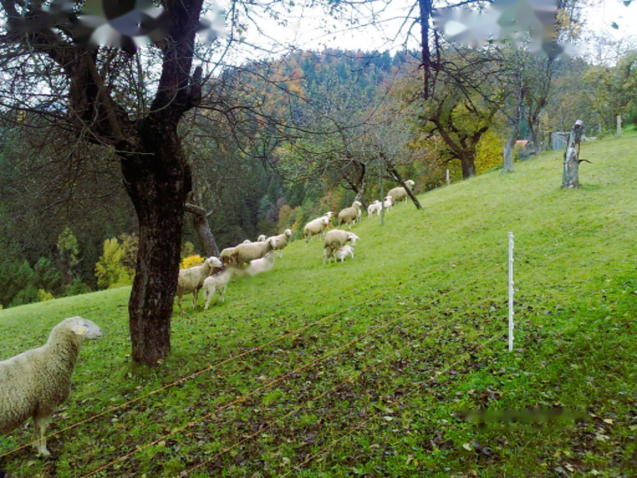 Ферма в Равне-на-Корошкем, Словения, 40 000 м² - фото 10