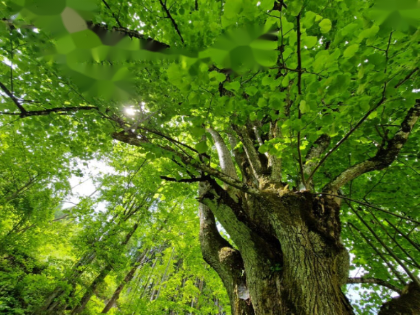 Ферма в Мозирье, Словения, 105 872 м² - фото 17