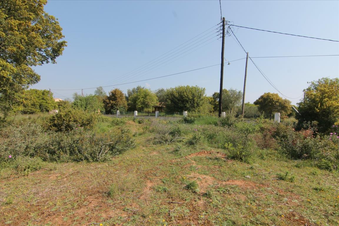 Земля на Корфу, Греция, 6 500 м² - фото 5