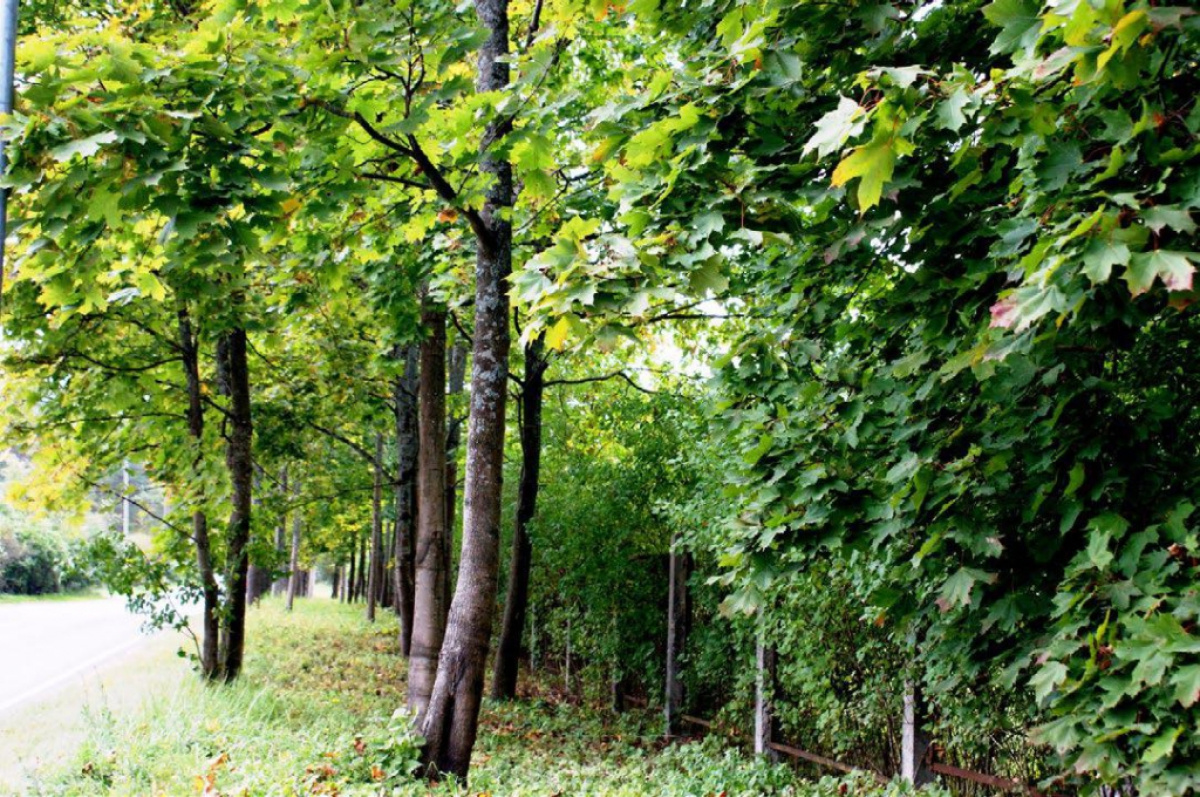 Земля в Риге, Латвия, 37 697 сот. - фото 5