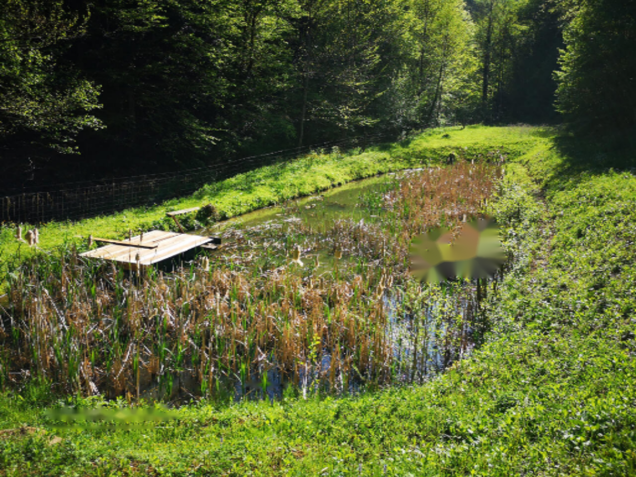 Ферма в Птуе, Словения, 28 000 м² - фото 5