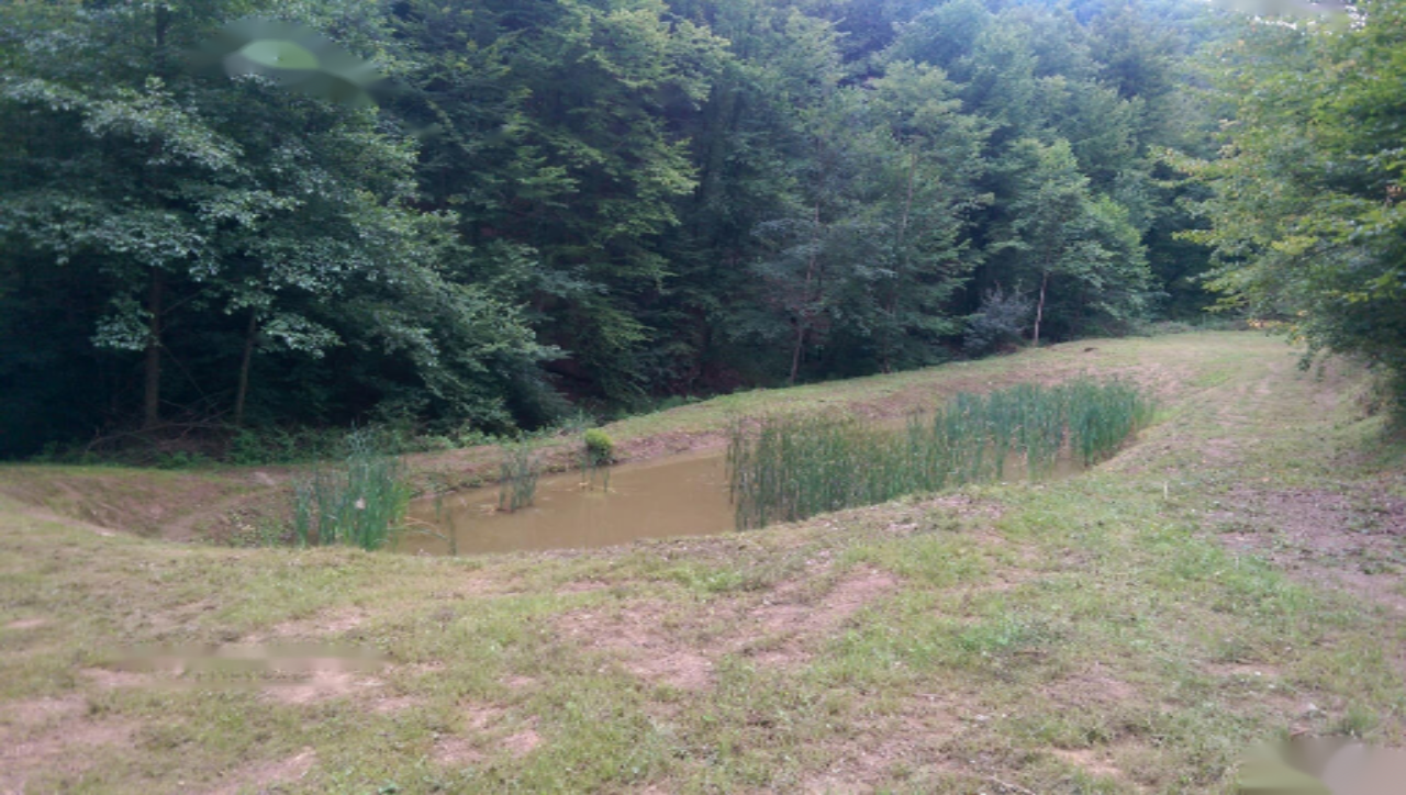 Ферма в Птуе, Словения, 28 000 м² - фото 6