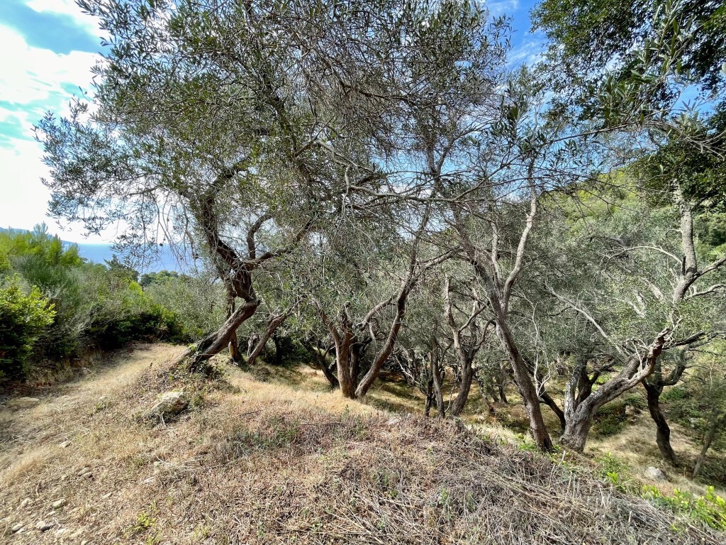 Земля на Корфу, Греция, 8 000 м² - фото 18