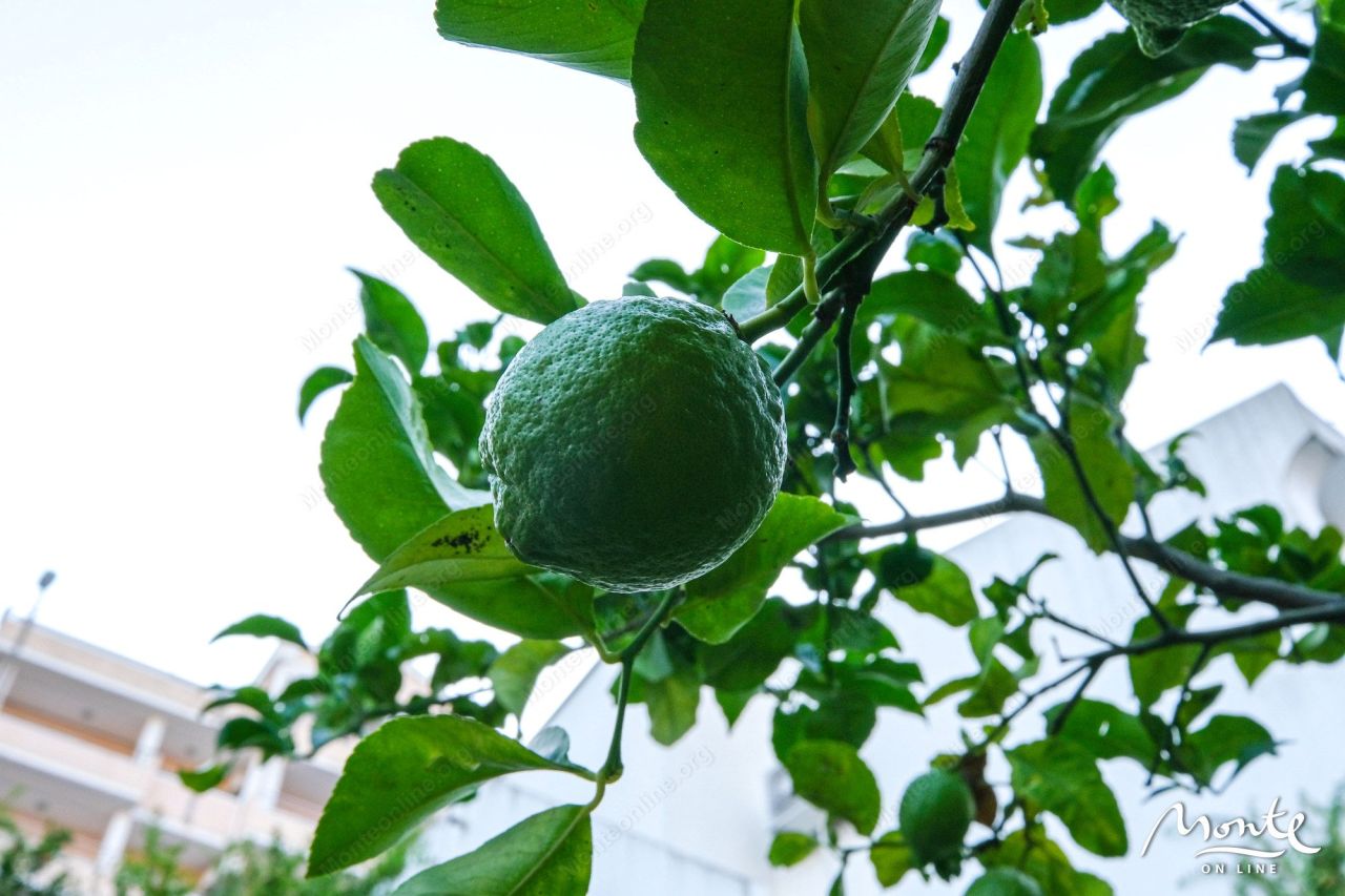 Вилла в Будве, Черногория, 215 м² - фото 7