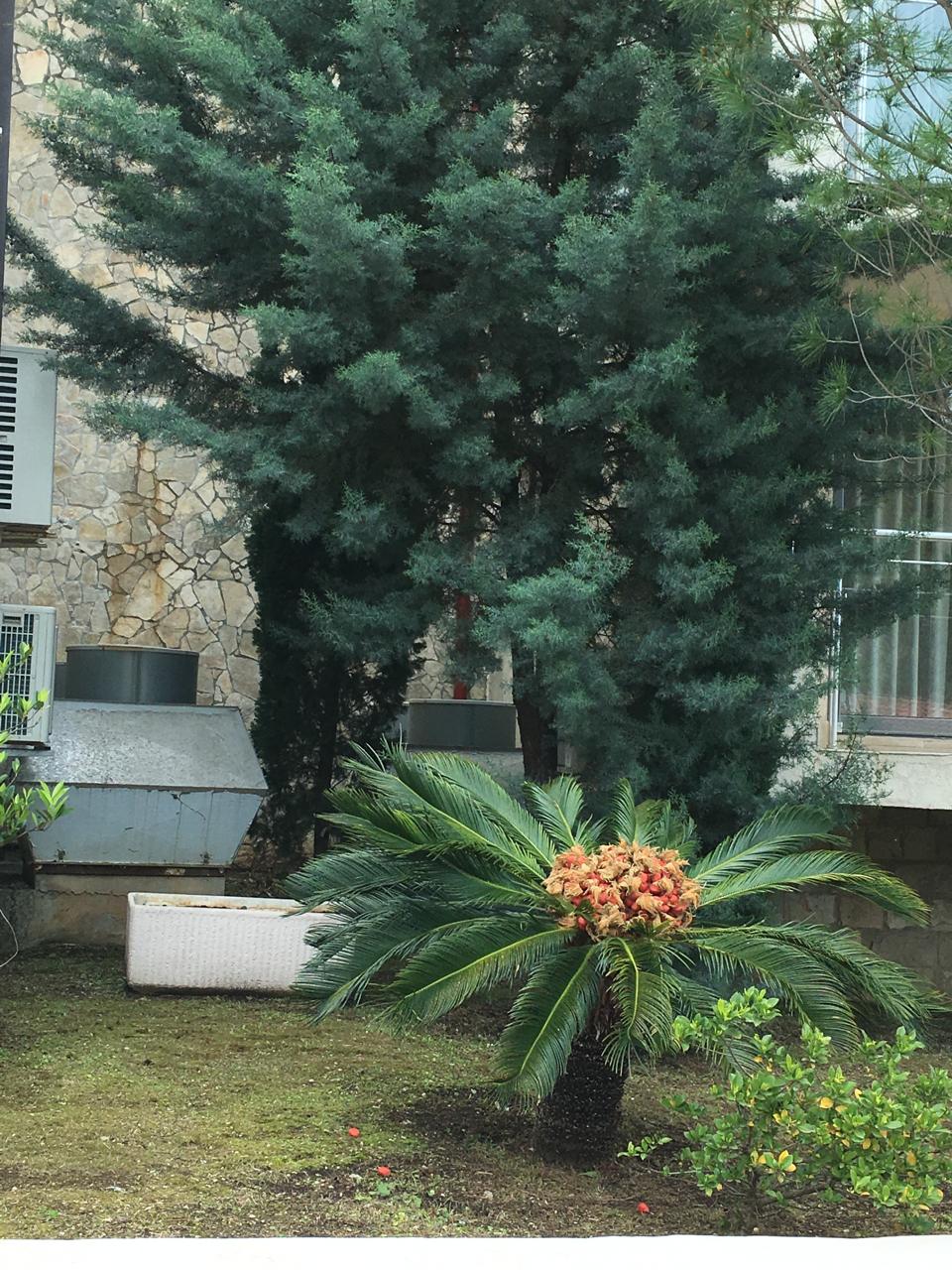 Апартаменты в Пржно, Черногория, 47 м² - фото 11