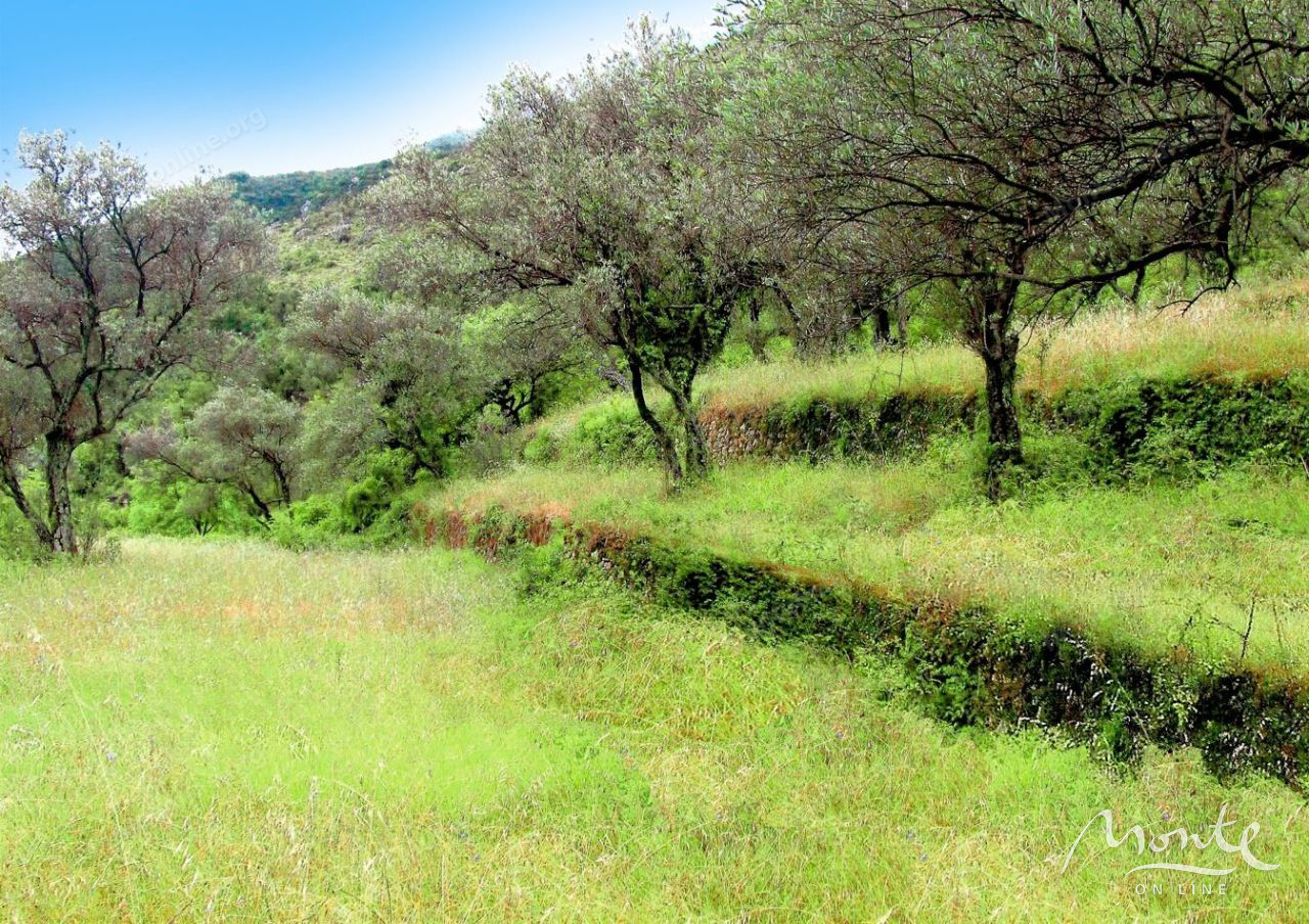 Земля в Прчани, Черногория, 5 000 м² - фото 11