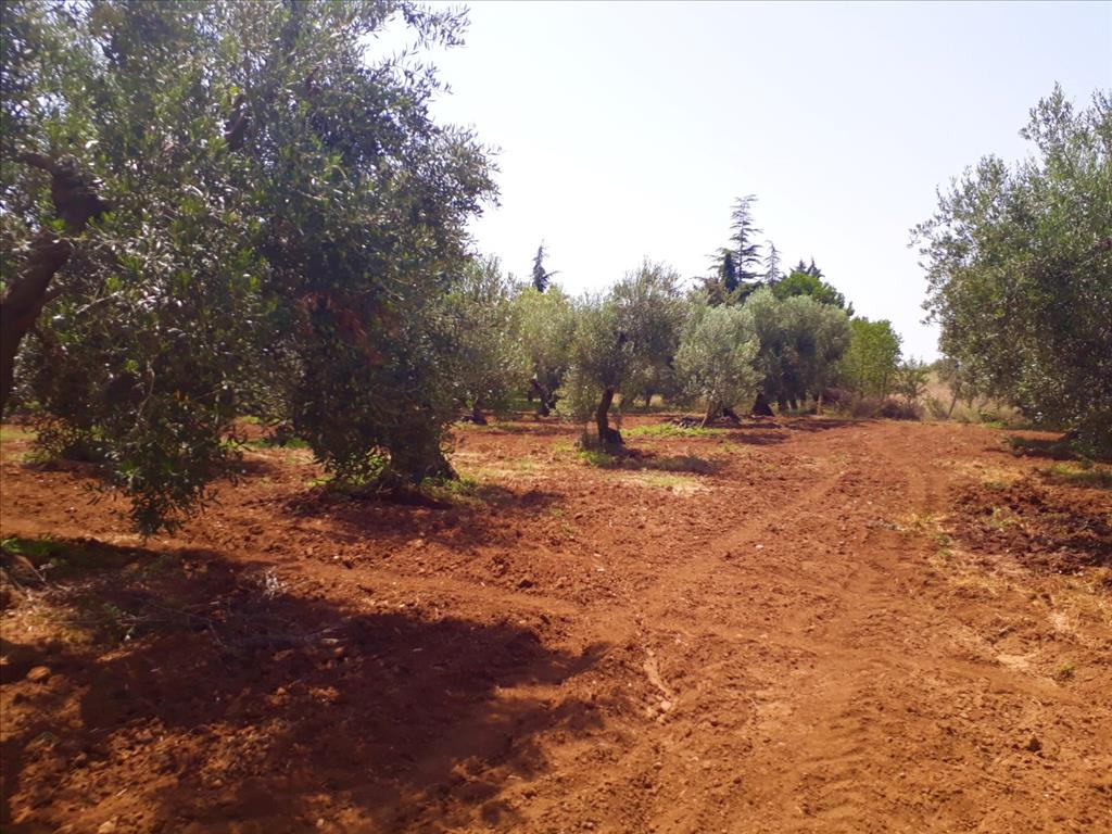 Земля в Ситонии, Греция, 6 400 м² - фото 2