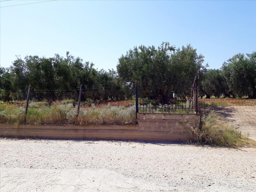 Земля в Ситонии, Греция, 6 400 м² - фото 6