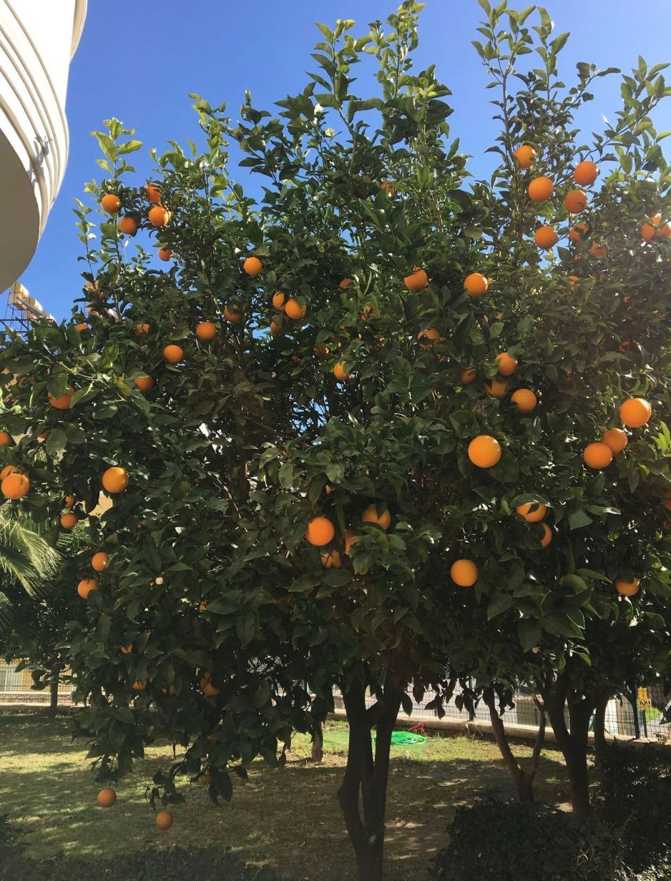 Квартира в Алании, Турция, 68 м² - фото 13