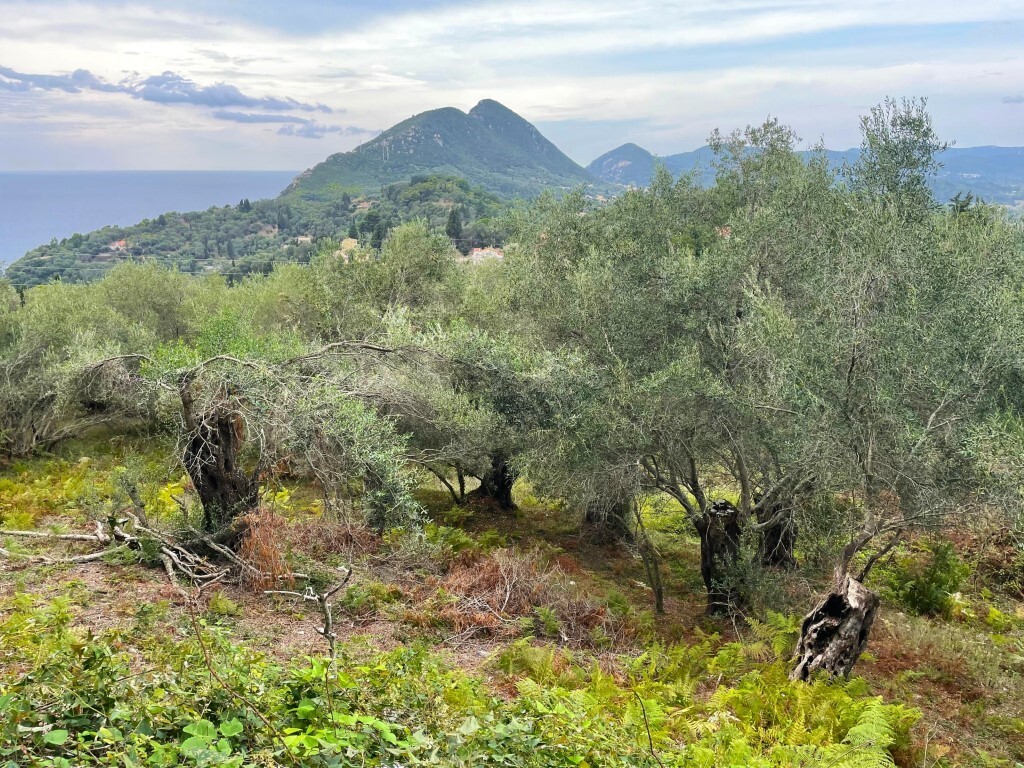 Земля на Корфу, Греция, 1 202 м² - фото 3